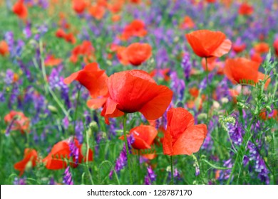 A meadow with red poppies and purple vetches - Shutterstock ID 128787170