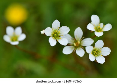 Meadow saxifrage ( Saxifraga granulata ) flowering in meadow on the natural background. Many small blurred white wildflowers. Macro. Top view. Selective focus.