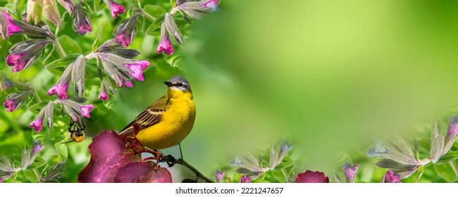 A meadow songbird with a yellow breast sits on a tree branch with beautiful red leaves in a spring garden near flowers with a bumblebee, panoramic view - Shutterstock ID 2221247657