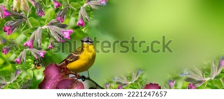 A meadow songbird with a yellow breast sits on a tree branch with beautiful red leaves in a spring garden near flowers with a bumblebee, panoramic view