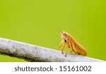a meadow spit bug sitting on a piece of wire