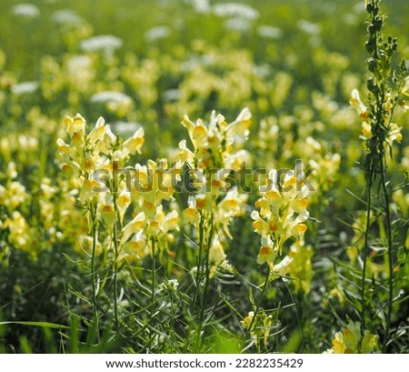 a meadow in spring with lots of wildflowers, green grass and yellow flowers in the foreground