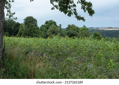 A Meadow With Sunflowers And Other Nectar Source Plants In A Summer Landscape