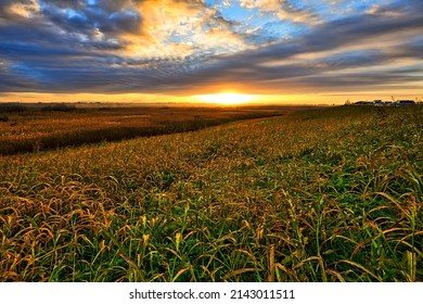 Meadow Sunrise In Watarase Raised Bog
