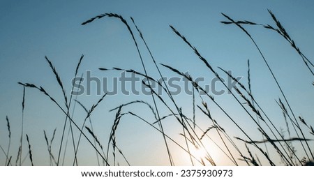 Meadow sunset background. Countryside scenery. Nature beauty. Dry grass straw reed heads swinging in wind in blur sunlight beam in blue sky.