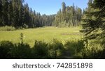 Meadow surrounded by trees