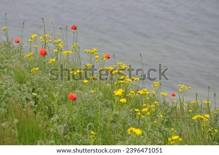 Meadow, thick green tall herbs, red poppies, yellow and white flowers, cloudy. Against the backdrop of the sea, lake, estuary
