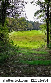 Meadow Through Trees
