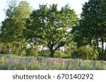 A Meadow And Trees In The Background