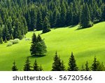 Meadow with two trees in the middle surrounded with forrest