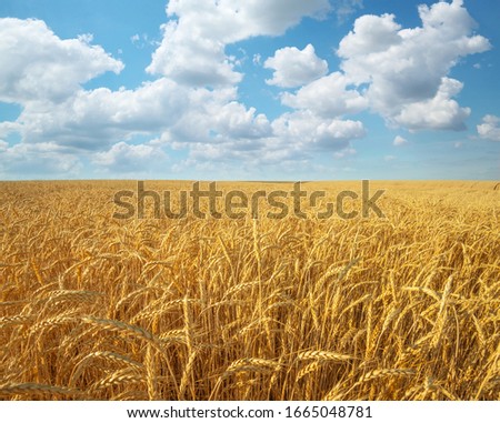 Similar – Image, Stock Photo summer evening Clouds