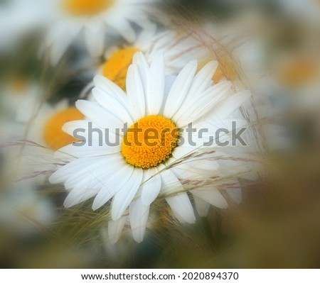 Similar – daisies Colour photo