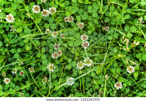 Meadow with white clover flowers. Dutch clover
on lawn in spring or summer garden. Lawn carpet with white clover
and green grass. Natural floral background. Blooming ecology nature
landscape