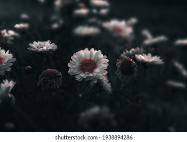Meadow of white daisy flowers with dark , moody colors . Close up of Daises blossom blooming in a field or garden with somber and scenic colors for floral design concept . Selective focus , Copy space - Shutterstock ID 1938894286