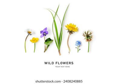 Meadow wild flower creative layout. Daisy, dandelion, violet viola, buttercup, clover flowers, grass isolated on white background. Design element. Springtime and summer nature. Flat lay, top view 
