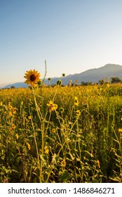 meadow of wild sunflowers with distant mountain range Sierra Nevada mountain valley California