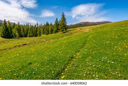meadow with wildflowers. dandelions and daisies among green grass. spruce forest at the foot of the mountain. beautiful springtime landscape. good weather with blue sky and few clouds.