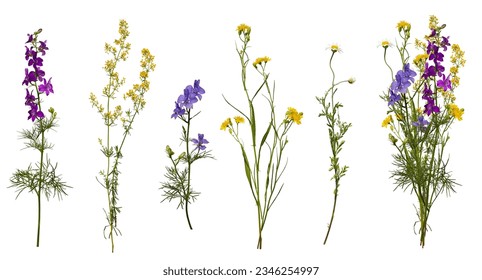 Meadow wildflowers and an example of a bouquet of these flowers. Botanical collection, summer composition. Set of elements for creating collage or design, postcards, invitations