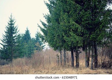 meadow with withered grass and trees