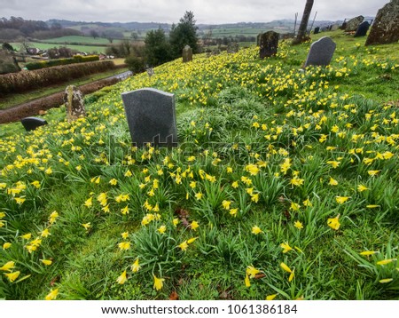 A meadow of yellow blooming daffodils amongst the gravestones fill a churchyard in Worcestershire, England