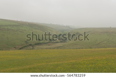 Meadow of Yellow Wild Flowers with a Tree Lined Valley in the Background on a Misty Summer Morning in The Chains part of Exmoor National Park in Rural Devon, England, UK.