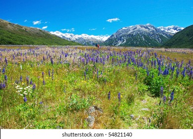 Meadows In Arthurs Pass, New Zealand