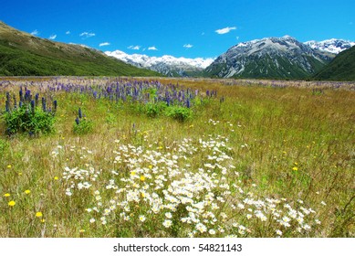 Meadows In Arthurs Pass, New Zealand