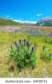 Meadows In Arthurs Pass, New Zealand