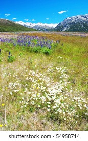 Meadows In Arthurs Pass, New Zealand