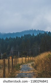 meadows and forest