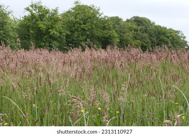 In the meadows near the forest edge. Tall grass sways gently in the breeze, the grass has taken on a beautiful purple hue.