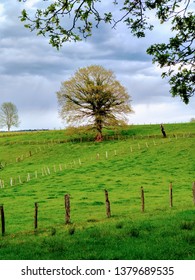 Meadows Near Nava Village, Asturias, Spain
