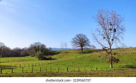 Meadows Near Nava Village, Asturias, Spain