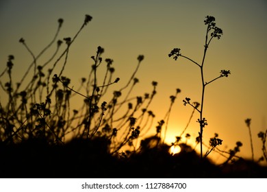 Meadows' Silouette In The Sunset
Orange Sunset During The Golden Hour With Silhouettes Of Meadows And Flowers And Wild Grass