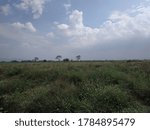 meadows with white clouds in the sky