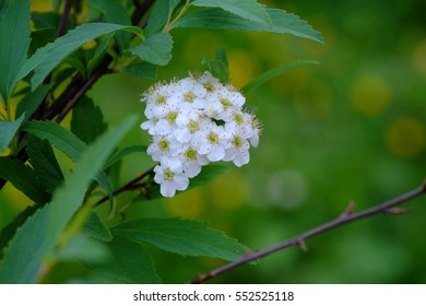 Meadowsweet