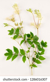 Meadowsweet Botanical Board