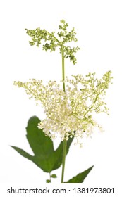 Meadowsweet (Filipendula Ulmaria) Isolated On White Background