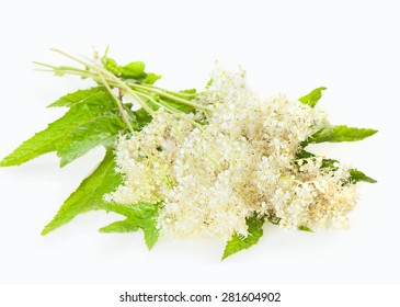 Meadowsweet Flowers And Leaves Isolated On White