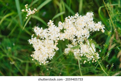 Meadowsweet, or Labaznik (lat. Filipéndula) is a genus of perennial grasses of the Rosaceae family. Meadow on a sunny summer day.	