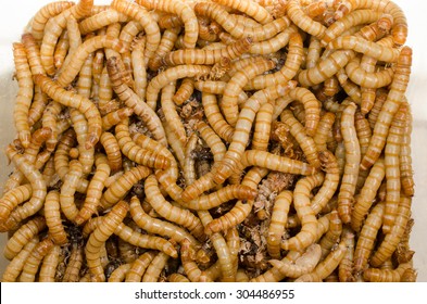 54,634 Worms food Images, Stock Photos & Vectors | Shutterstock