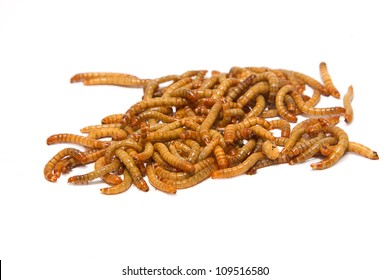 Meal Worms On Isolate