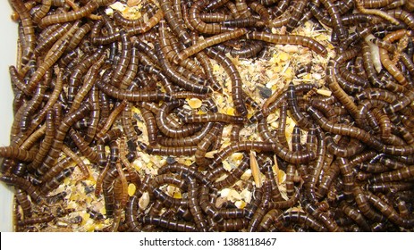 download meal worm