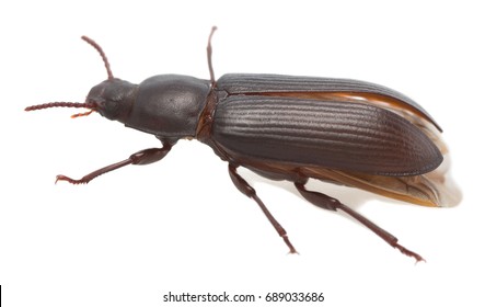 Mealworm Beetle Tenebrio Molitor Isolated On Stock Photo 689033686 ...