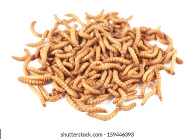 Mealworm beetle (Tenebrio molitor), larval on a white background, Mealworms are typically used as a food source for reptile, fish, and avian pets.