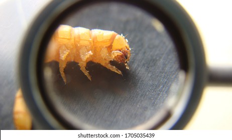 mealworm.
Biologist examines insect, live food for bird and reptile. 
stages of mealworms, larva.
superworms, super worm. 
the life cycle of meal worms.
Exotic veterinarian, veterinary medicine, vet