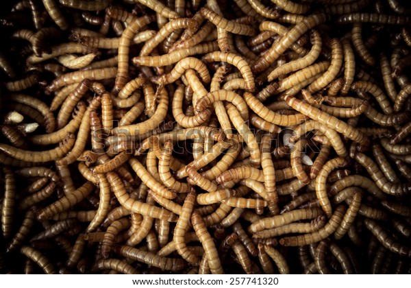 Mealworm for Bird Feed is\
High Protein