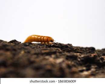 Mealworm close up on different background