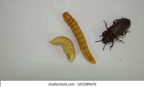 mealworm ; life cycle of a mealworm (Larva, Pupa and Adult) Stages of the meal worm -  on white background - superworm -mealworms , meal worms , superworm , super worms