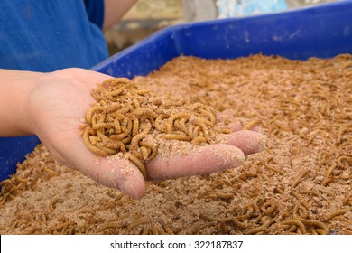 Mealworm on asia hand in worm farm